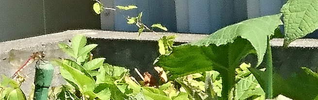 四季のはっきりした札幌で活動中　パソコン家庭教師・ITライフサポート　河野塾